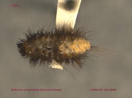 Attēlu rezultāti vaicājumam “Anthrenus scrophulariae”