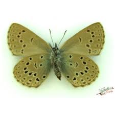 Attēlu rezultāti vaicājumam “Phengaris arion upperside”