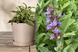 Image result for Salbei