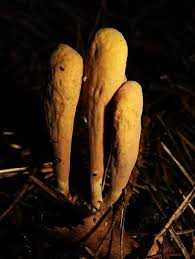 Attēlu rezultāti vaicājumam “Clavariadelphus ligula”