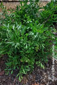 Attēlu rezultāti vaicājumam “Levisticum officinale flower”