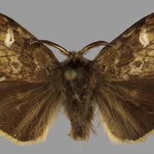 Attēlu rezultāti vaicājumam “Gynaephora selenitica”