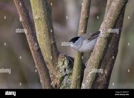 Attēlu rezultāti vaicājumam “Sylvia atricapilla male”