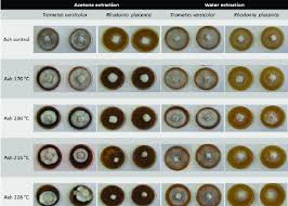 Attēlu rezultāti vaicājumam “Rhodonia placenta”