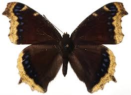 Attēlu rezultāti vaicājumam “Nymphalis antiopa upperside”