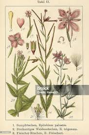 Attēlu rezultāti vaicājumam “Epilobium palustre”