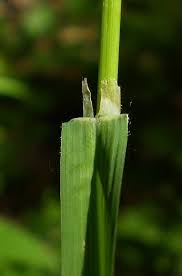 Attēlu rezultāti vaicājumam “Dactylis polygama”