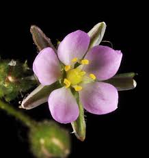 Attēlu rezultāti vaicājumam “Spergularia rubra”