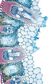 Attēlu rezultāti vaicājumam “Carex appropinquata leaf”