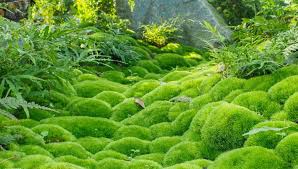 Attēlu rezultāti vaicājumam “Pleurocarpous mosses sporophyte”