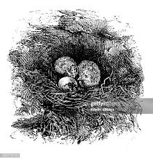 Attēlu rezultāti vaicājumam “Emberiza schoeniclus eggs”