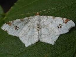 Attēlu rezultāti vaicājumam “Macaria notata”