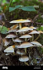 Attēlu rezultāti vaicājumam “Collybia sp.”