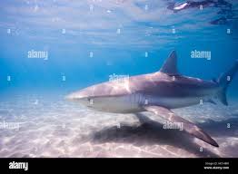 Image result for Carcharhinus obscurus