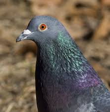 Attēlu rezultāti vaicājumam “Columbiformes”