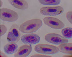 Attēlu rezultāti vaicājumam “Diderma cingulatum plasmodium”