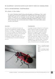 Attēlu rezultāti vaicājumam “Caenolyda reticulata”