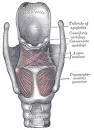 <b><b>Struphuvudsjukdomar</b></b>