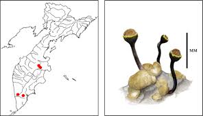 Attēlu rezultāti vaicājumam “Chaenotheca phaeocephala”
