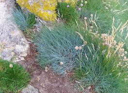 Attēlu rezultāti vaicājumam “Festuca rubra subsp. rubra”