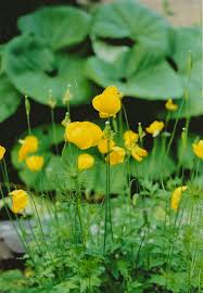 Image result for Meconopsis cambrica