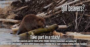 Image result for Beaver Sc