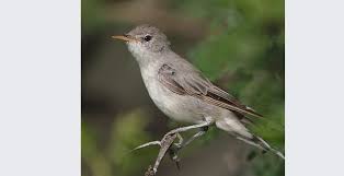 Image result for Hippolais olivetorum