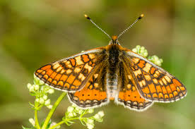 Attēlu rezultāti vaicājumam “Euphydrias aurinia”