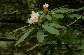 Attēlu rezultāti vaicājumam “rhododendron”