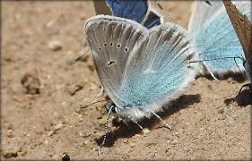 Attēlu rezultāti vaicājumam “Dianema depressum macro”