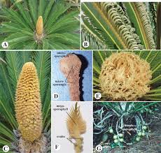Attēlu rezultāti vaicājumam “Chara aspera male”