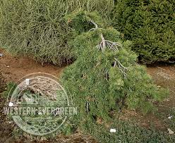 Attēlu rezultāti vaicājumam “Pinus sylvestris var. turfosa”