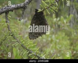 Attēlu rezultāti vaicājumam “Oeneis jutta”