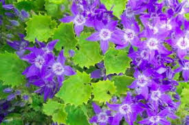 Attēlu rezultāti vaicājumam “Campanulaceae”