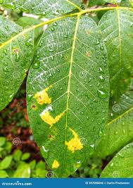 Attēlu rezultāti vaicājumam “Pucciniales”