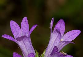 Image result for Campanula lingulata