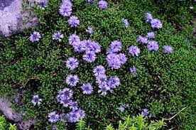 Attēlu rezultāti vaicājumam “Carex globularis flower”