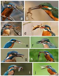 Attēlu rezultāti vaicājumam “Alcedo atthis adult”