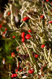 Attēlu rezultāti vaicājumam “Cladonia floerkeana”