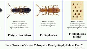 Attēlu rezultāti vaicājumam “Platydracus fulvipes”