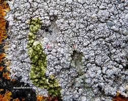 Attēlu rezultāti vaicājumam “Pertusaria pertusa”