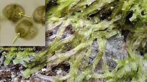 Attēlu rezultāti vaicājumam “Lophozia ascendens”