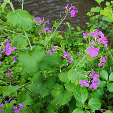 Image result for Lunaria annua