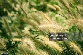 Attēlu rezultāti vaicājumam “Setaria italica”