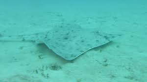 Image result for Rostroraja alba