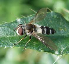 Attēlu rezultāti vaicājumam “Lycogala convexum young”