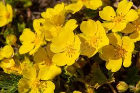 Attēlu rezultāti vaicājumam “Potentilla arenaria”