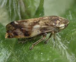 Attēlu rezultāti vaicājumam “Aphrophoridae imago”