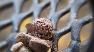 Attēlu rezultāti vaicājumam “Lycogala persicum spores”