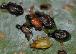 Attēlu rezultāti vaicājumam “Galerucella nymphaeae”